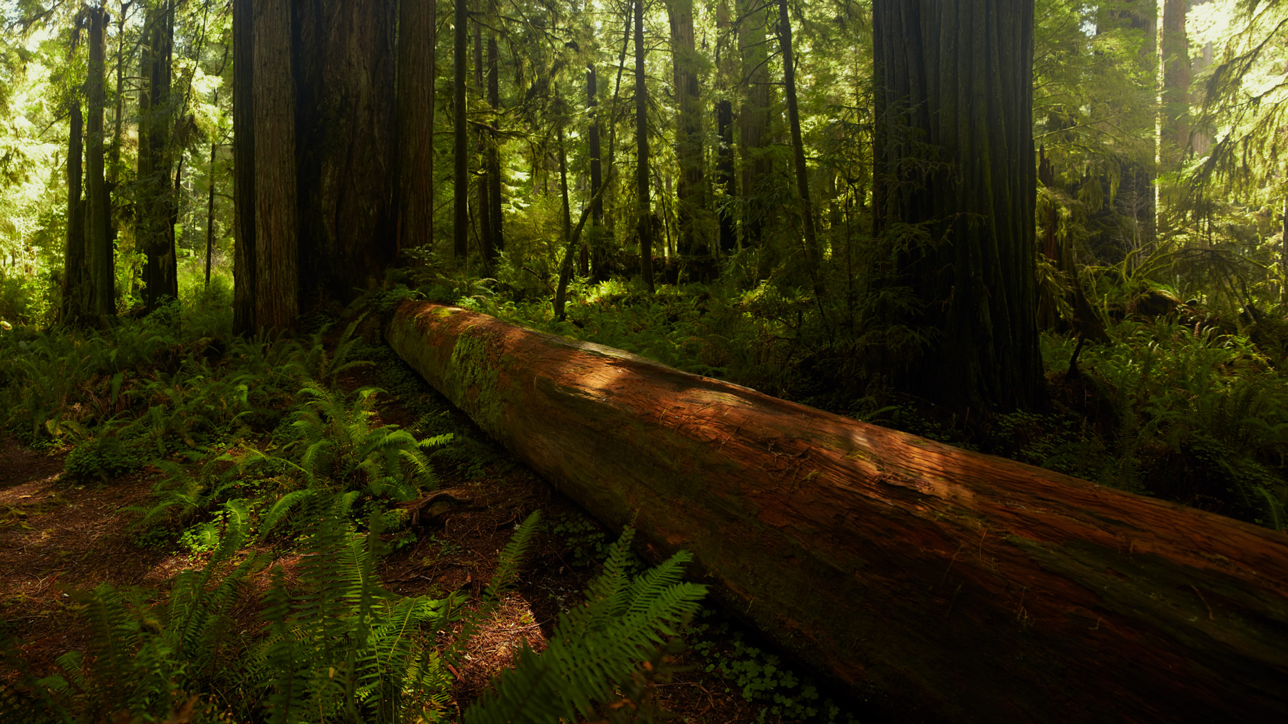 Redwood_Woodman