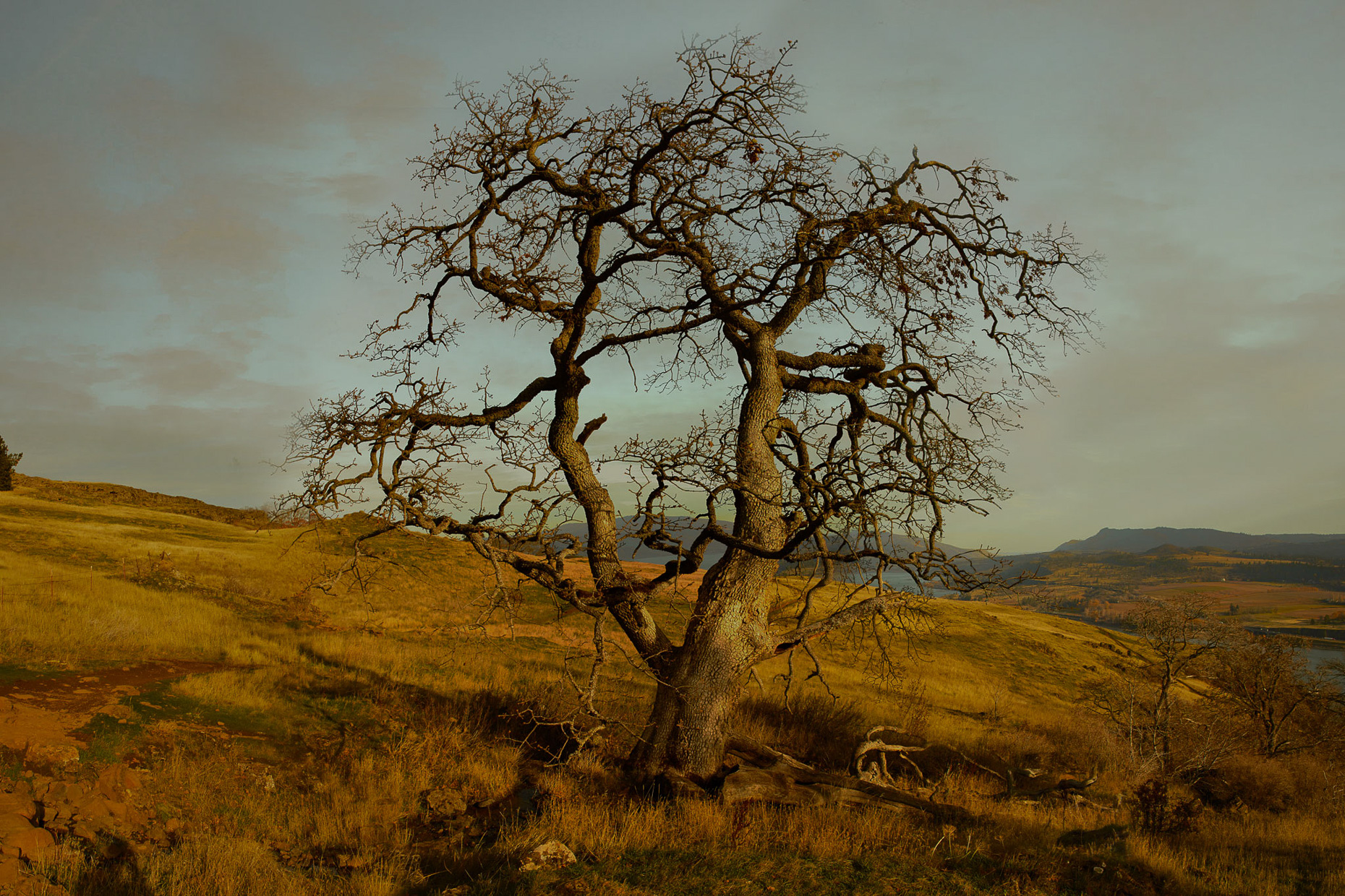 Tree-copy